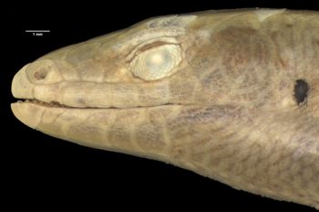 Media type: image;   Herpetology R-46957 Aspect: head lateral